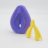 Vulva-Clitoris Model