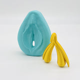 Vulva-Clitoris Model