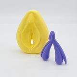 Vulva-Clitoris Model