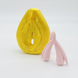 Vulva-Clitoris Model
